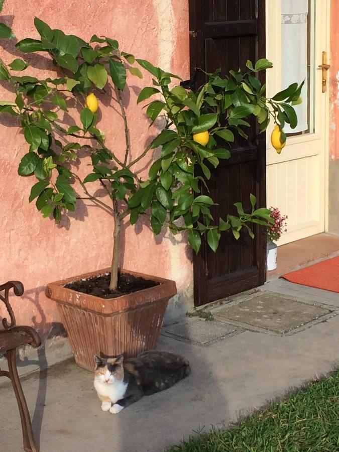 Agriturismo Il Pettirosso Guest House Forli Ngoại thất bức ảnh